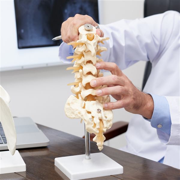 Médico explicando la anatomía de la columna vertebral con un modelo